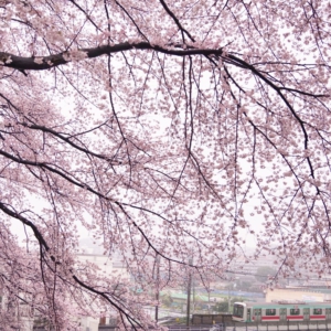 中井精也DTmoment桜の写真