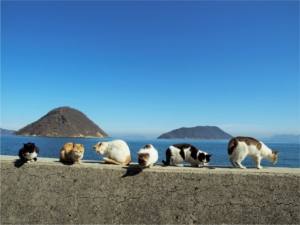 岩合光昭サイン会【岩合光昭写真展　ねこづくし】