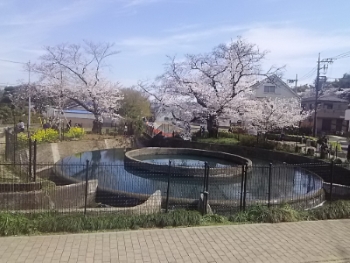 【桜の季節】かわさき史跡めぐり ―桜と新緑の二ヶ領用水を撮りながら―