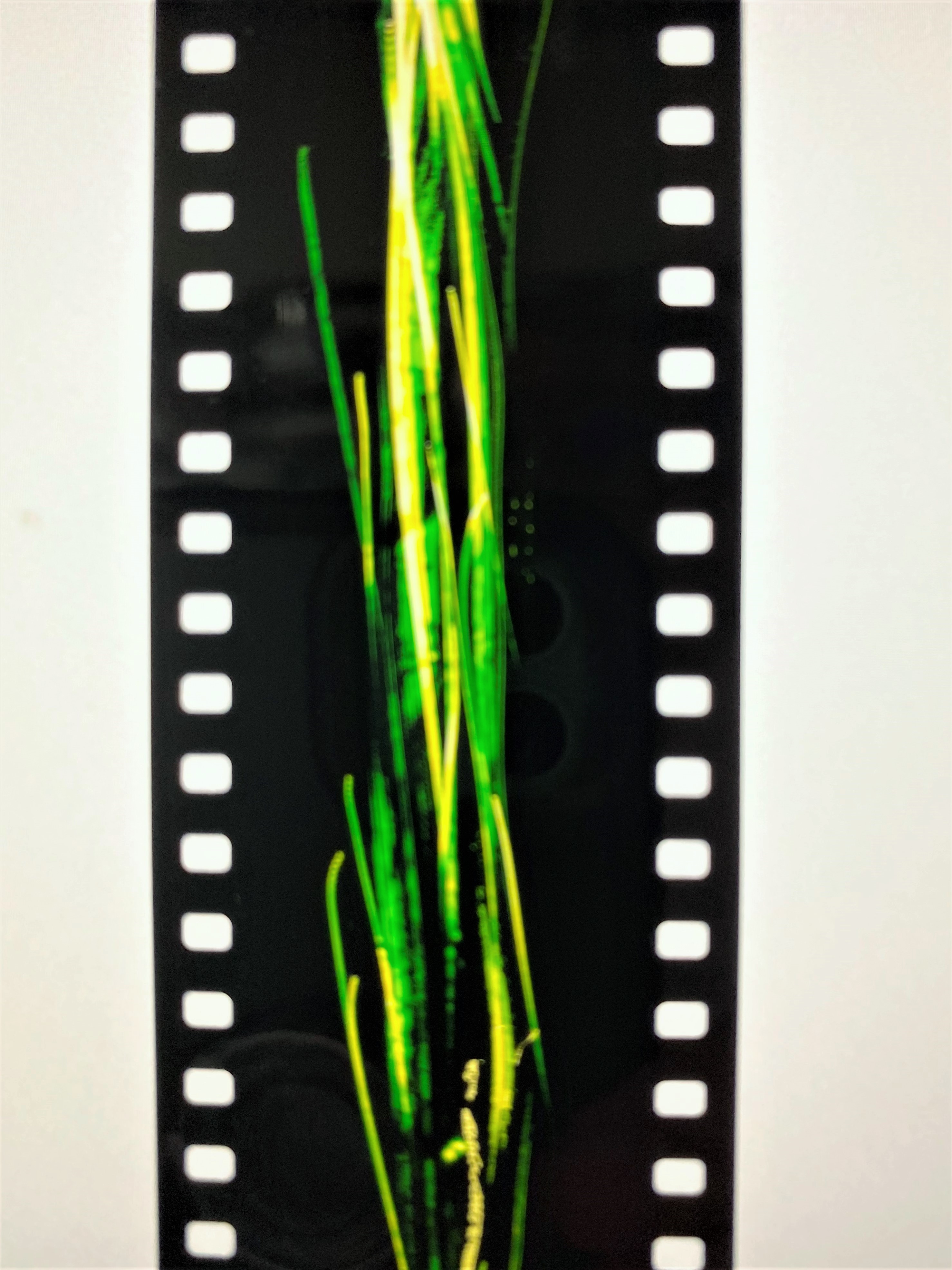 削って線をかいたフィルム、真っ黒な背景に明るい黄緑や黄色の線が見える