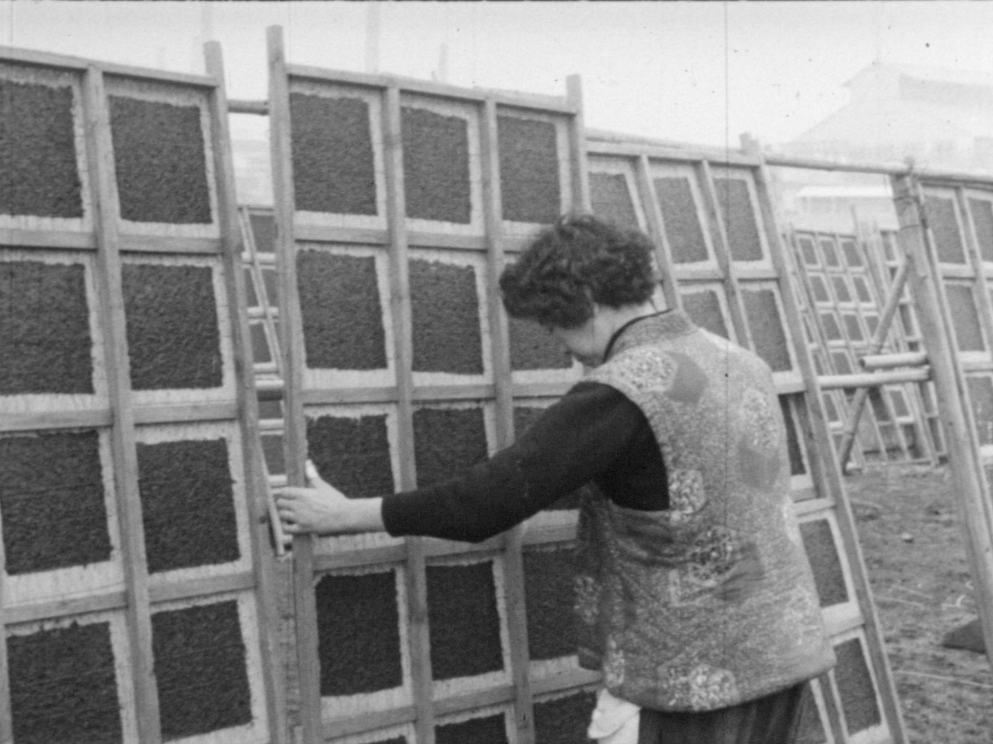 神奈川ニュースより「成功した のりの沖どり」